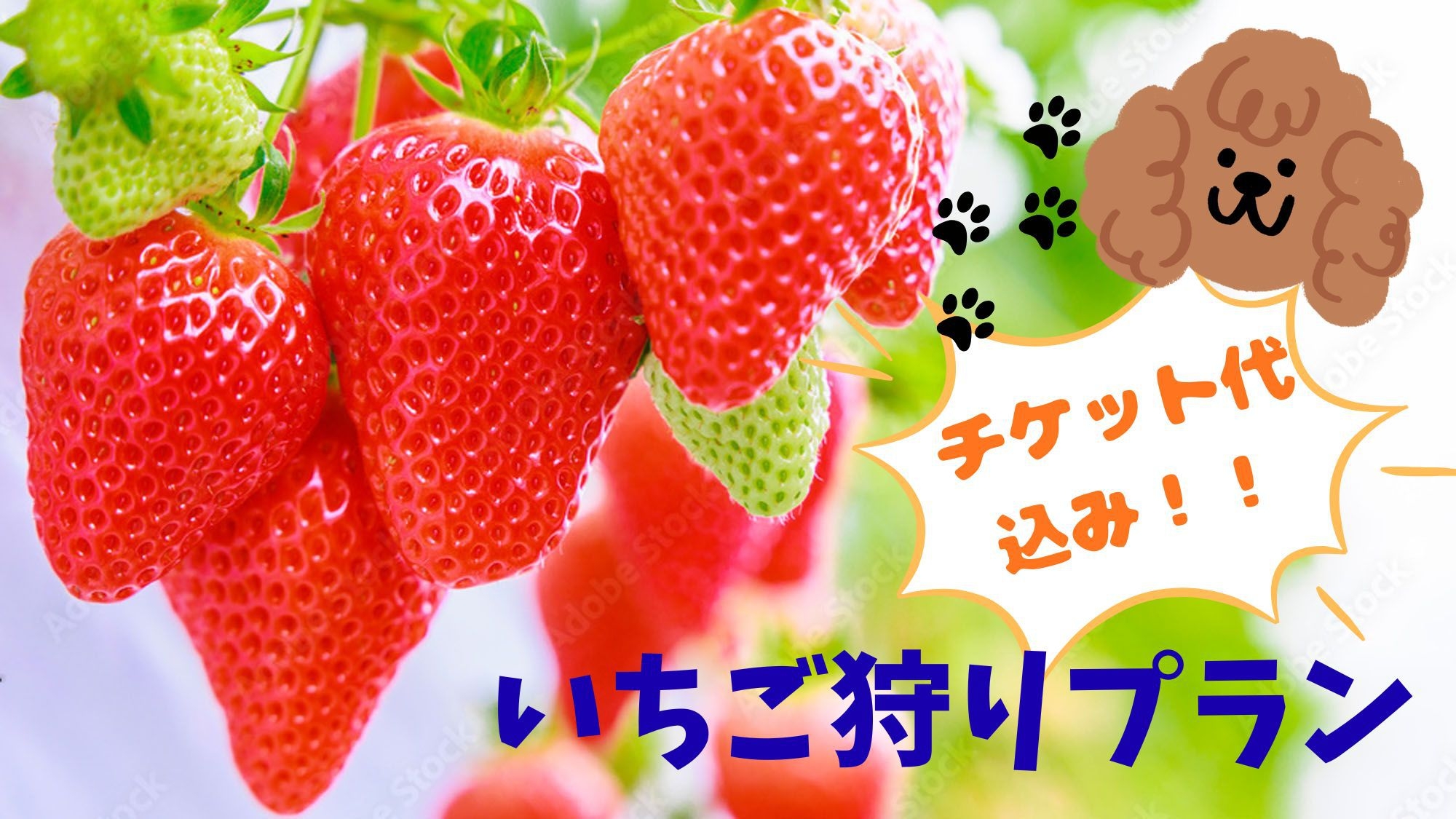 【イチゴ狩り】わんちゃんと同部屋♪チェックアウト後にいちご狩りプラン★夕食は地魚定食