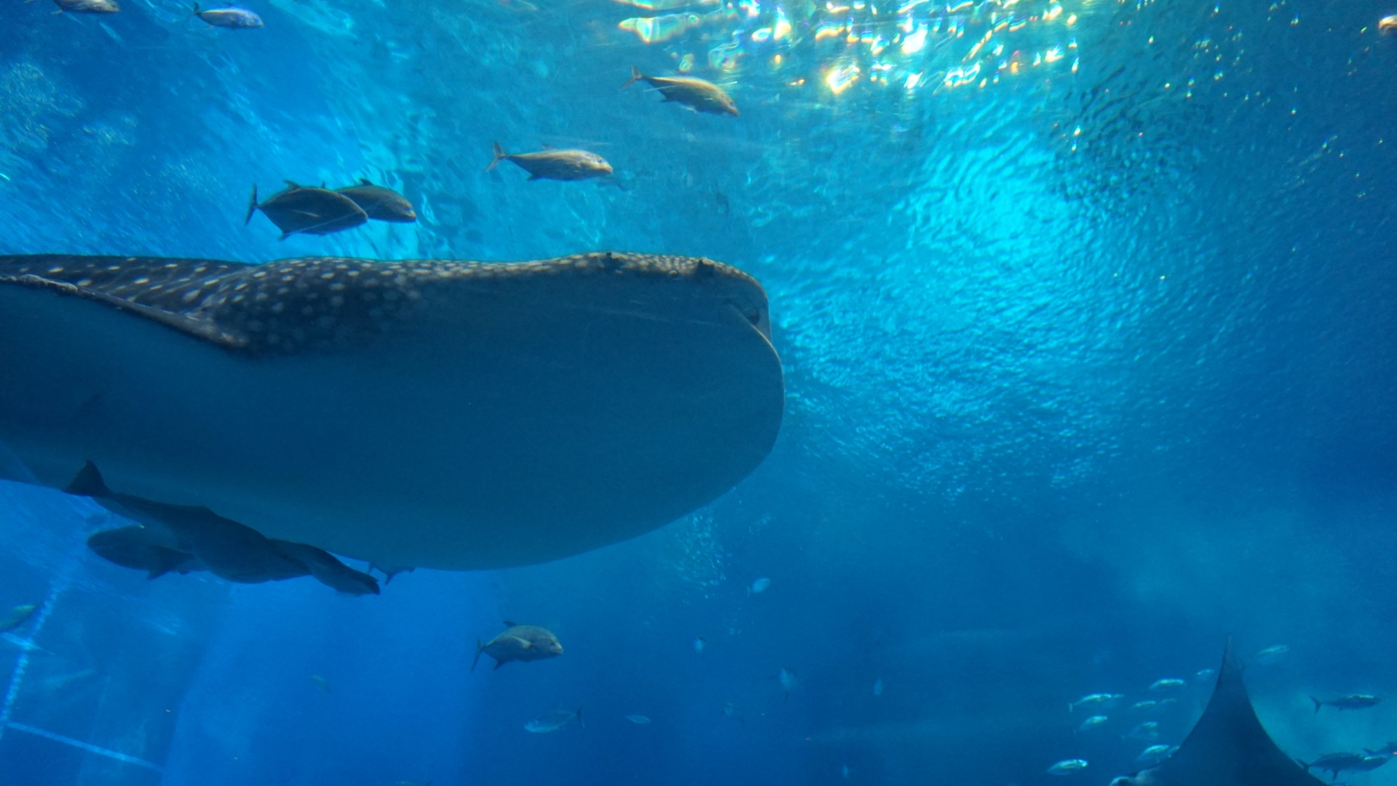 *【周辺】美ら海水族館/大人にも子供にも大人気のジンベエザメ。世界最大級のサメの仲間を見に行こう。