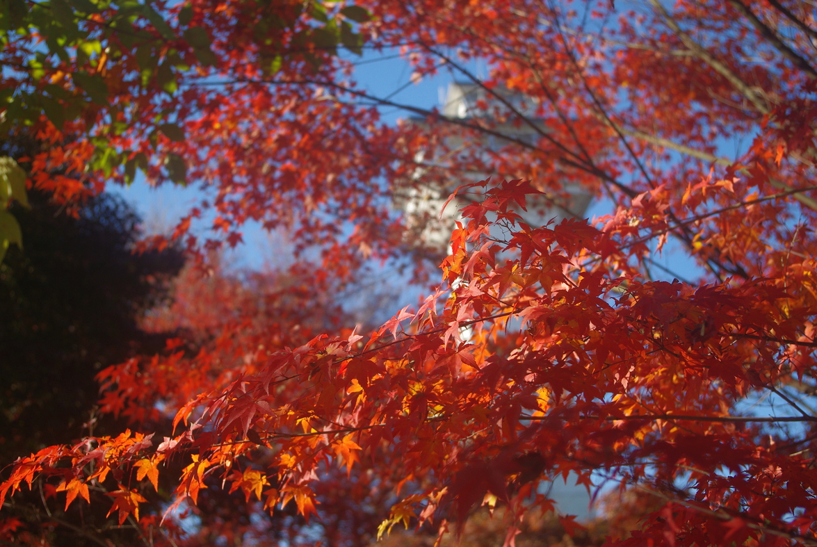 写真7