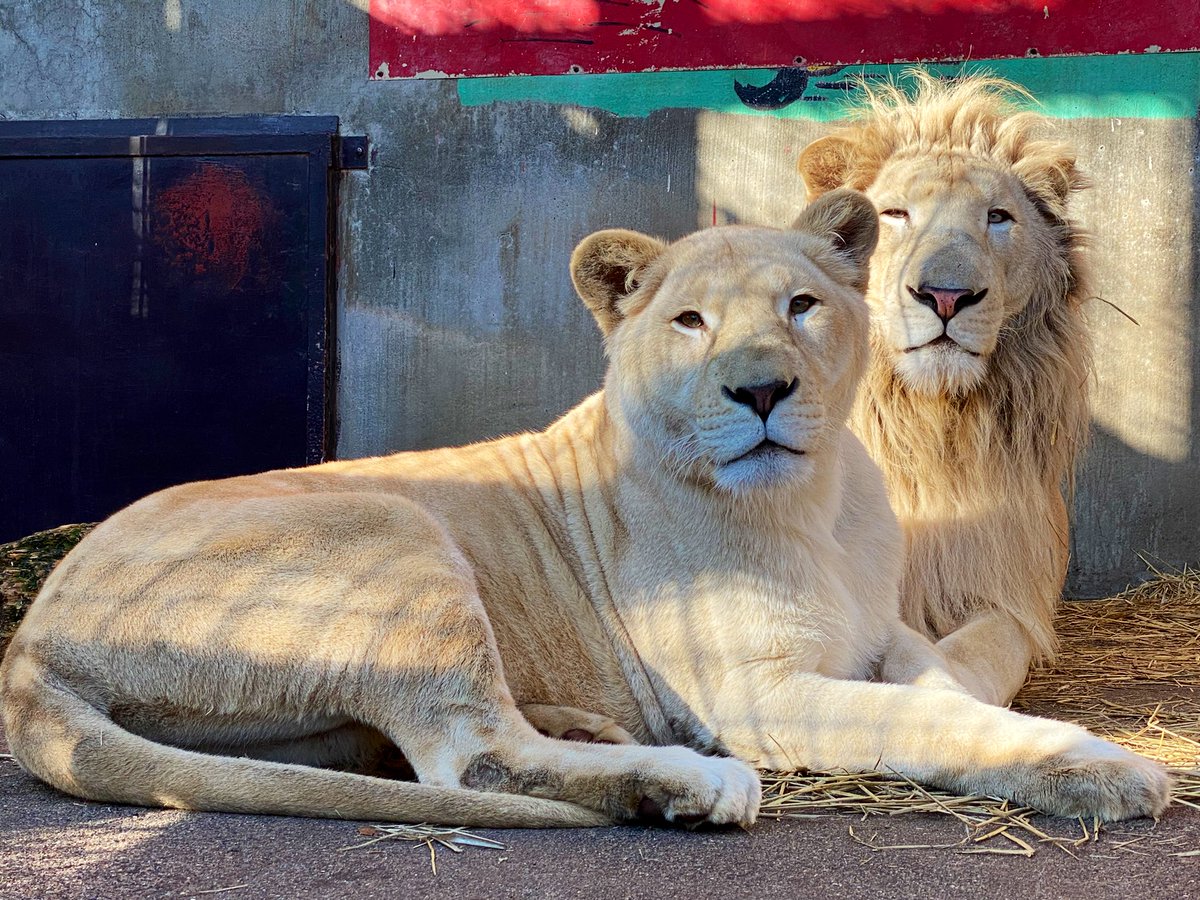 近隣観光施設　宇都宮動物園　ライオン