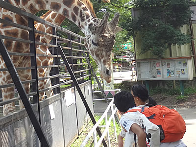 近隣観光施設　宇都宮動物園　動物エサやり