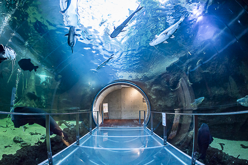 近隣観光施設　なかがわ水遊園　館内