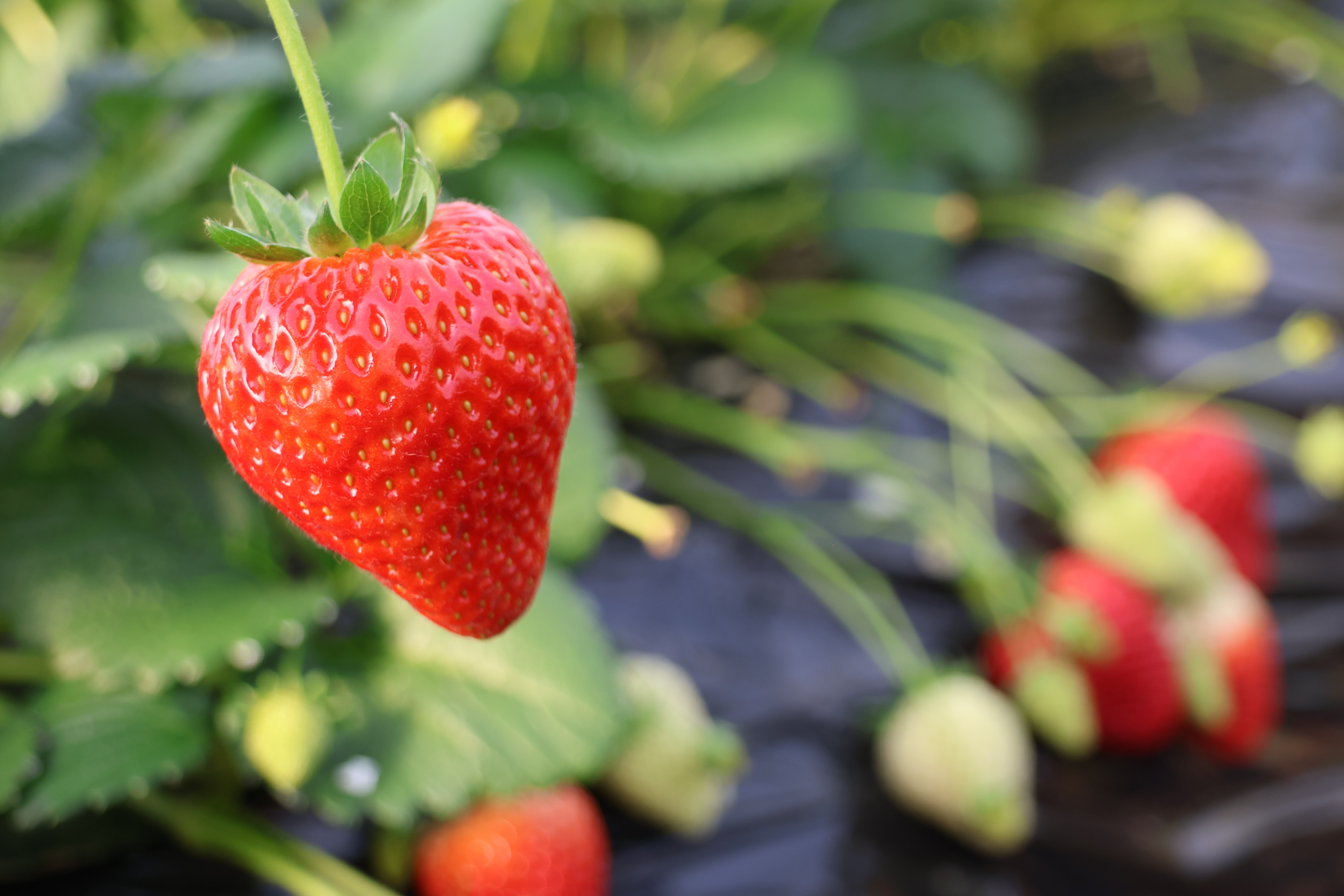 自社栽培さくらベリー（とちあいか）