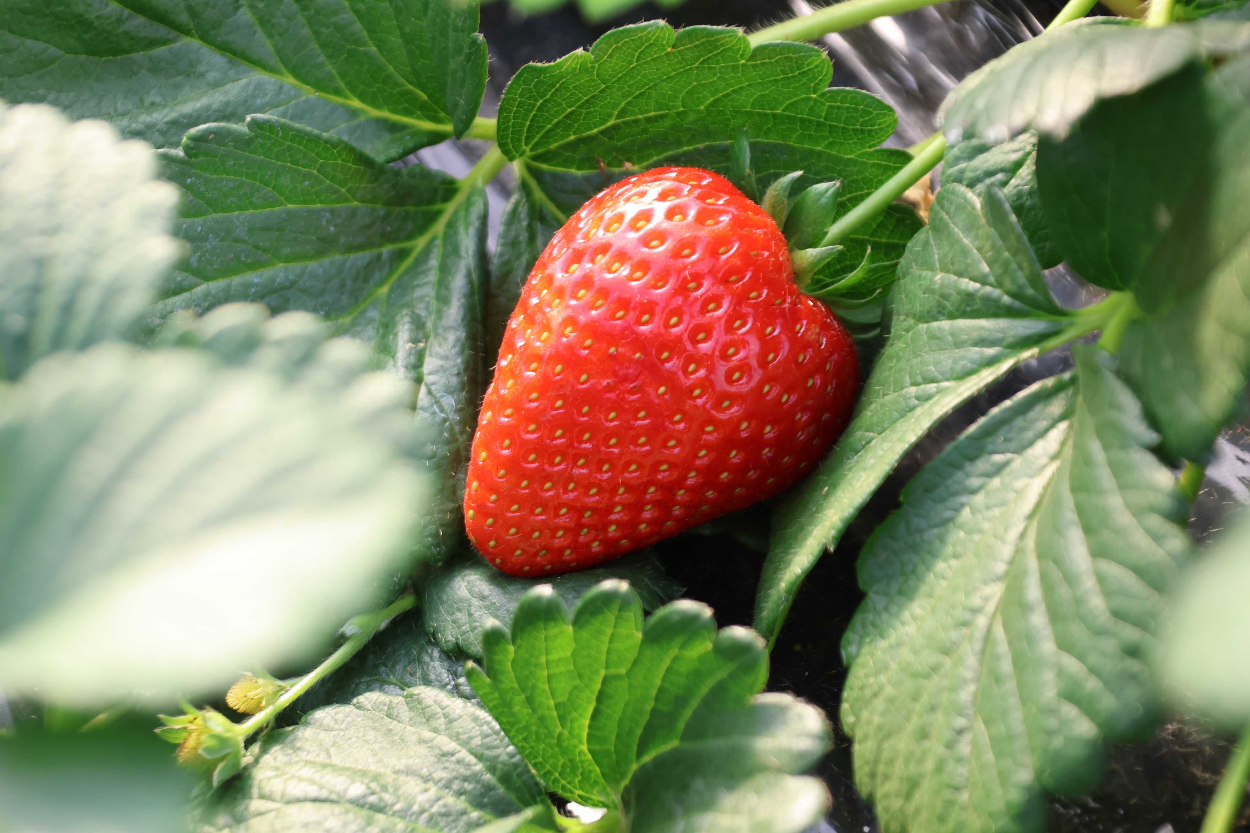 自社栽培さくらベリー（とちあいか）