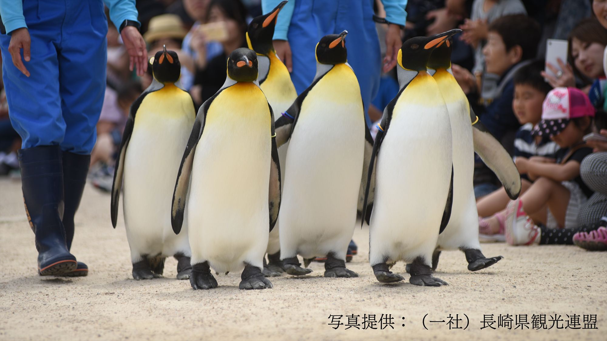 【ペンギン水族館】18種類のうち9種約170羽を飼育。世界的にも珍しい水族館。‥当館から車で20分