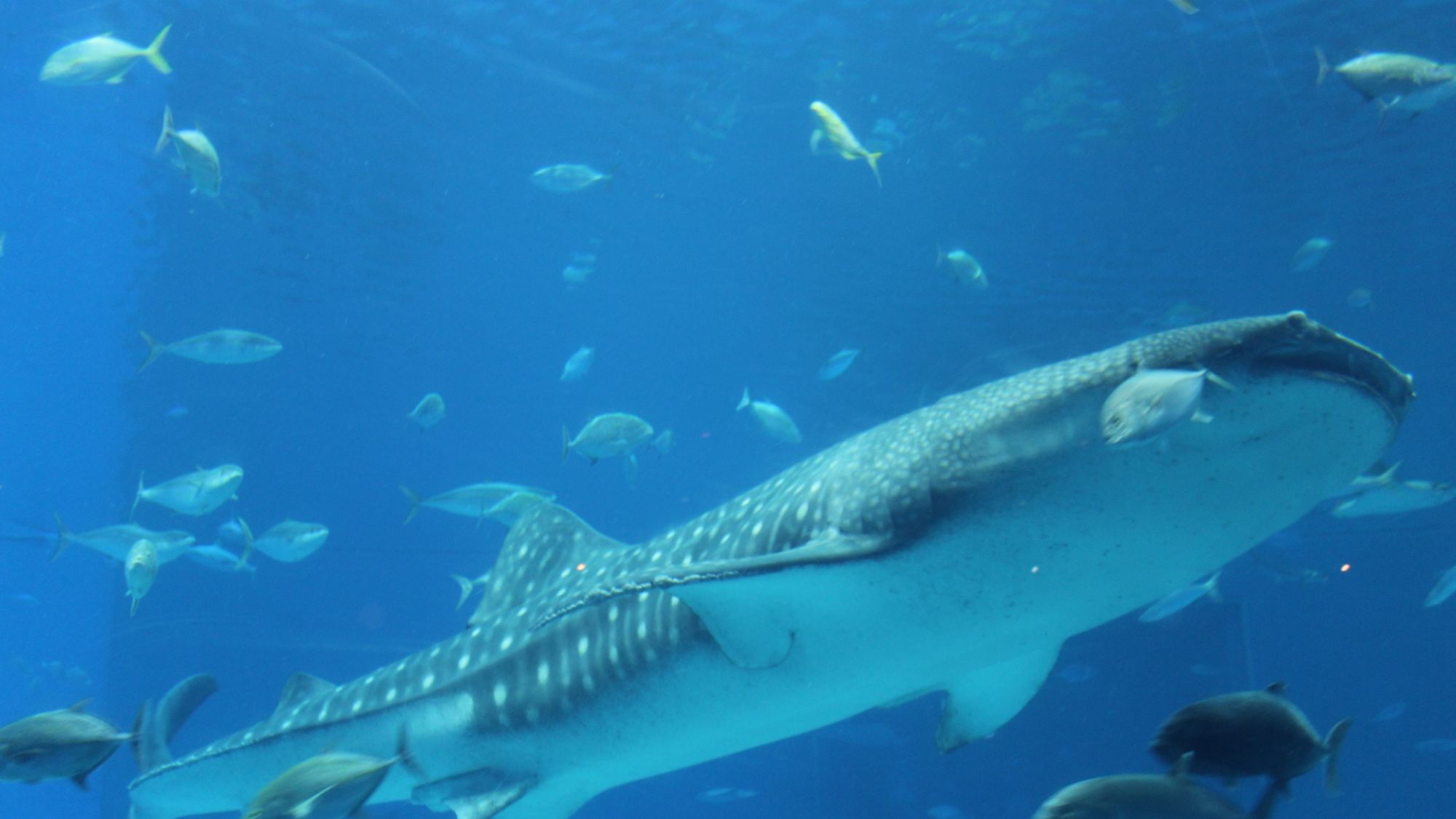 美ら海水族館（ジンベエザメ）