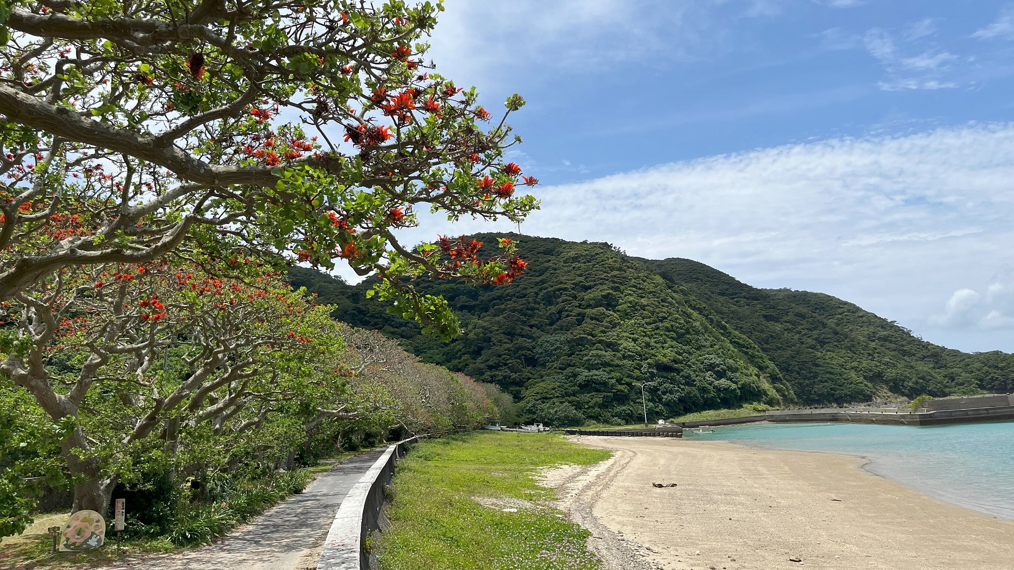 諸鈍の浜辺デイゴ並木は、17世紀頃琉球王朝時代に港町として栄えた際に植えられたとも伝えられています