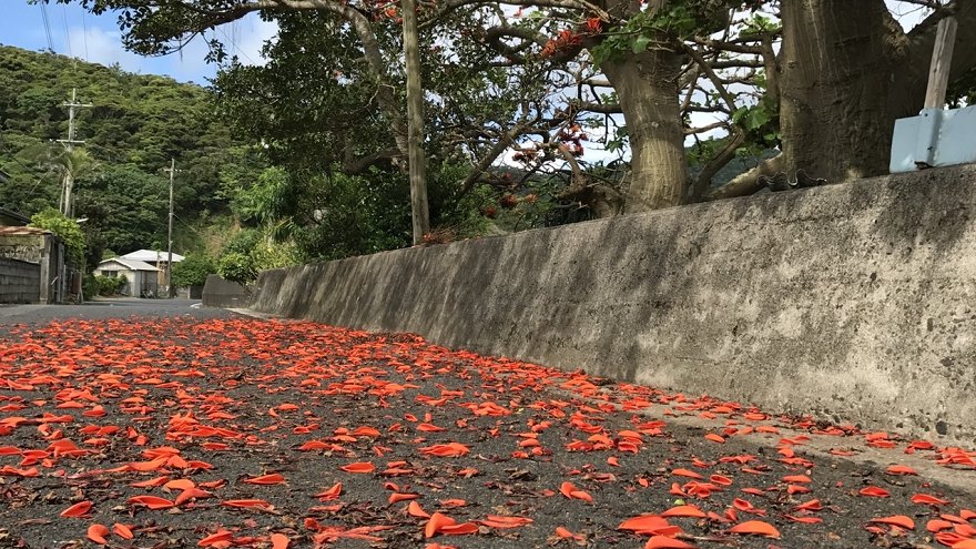 デイゴ並木の下はのんびりと散策できます