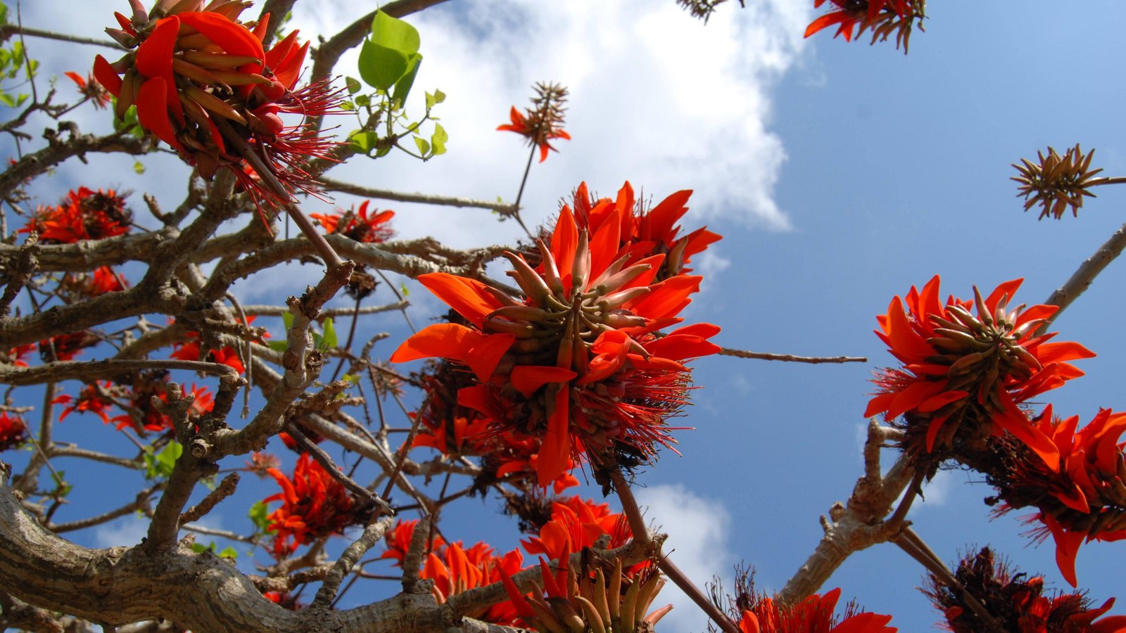 デイゴの花は木ごとに咲き方も異なります