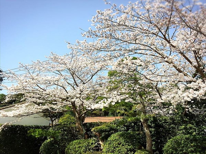 【当館の庭園の桜】駐車場の桜もキレイです