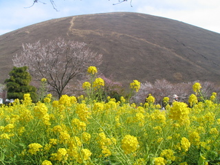 菜の花と大室山