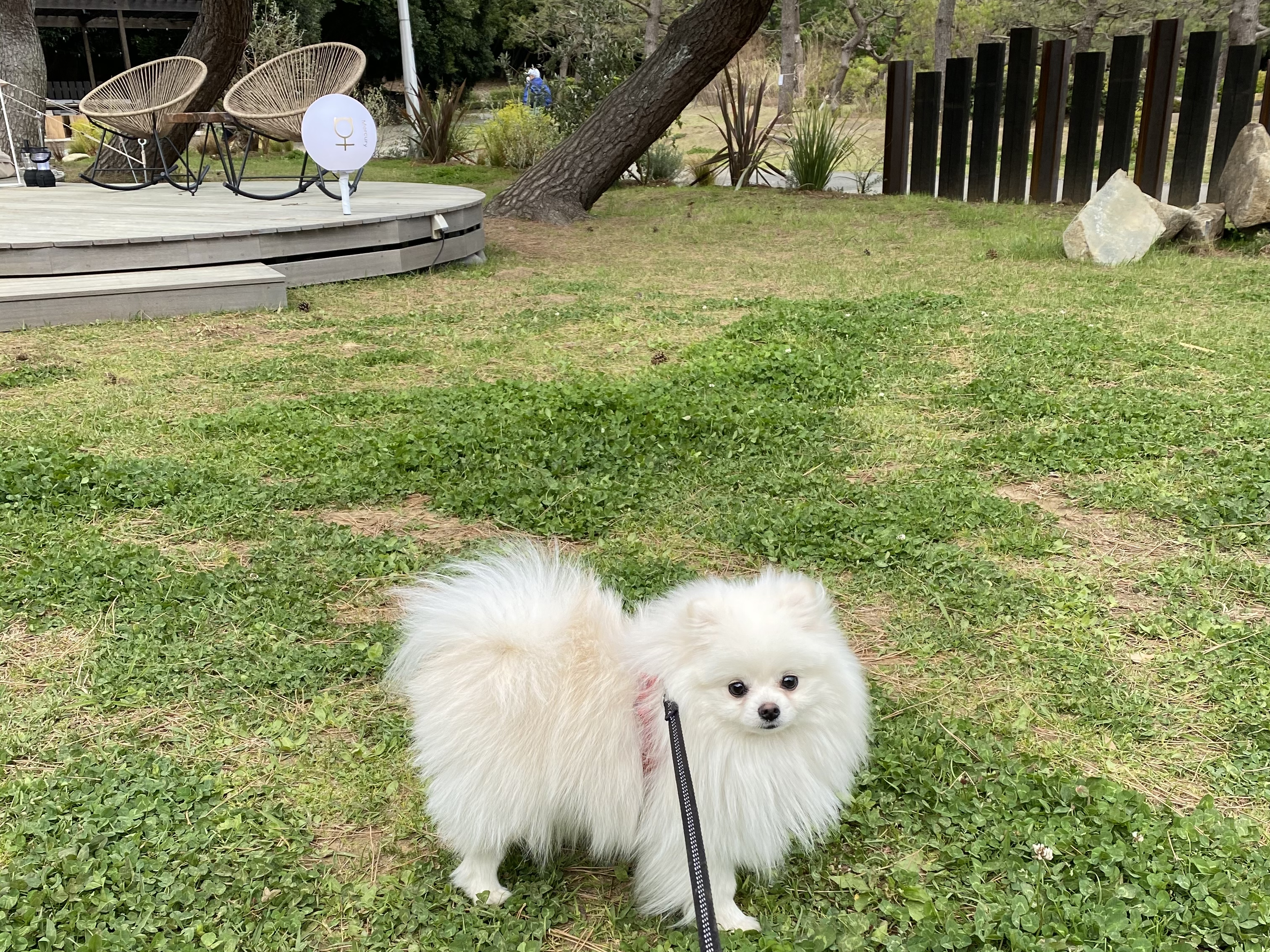 わんちゃんの宿泊OK！