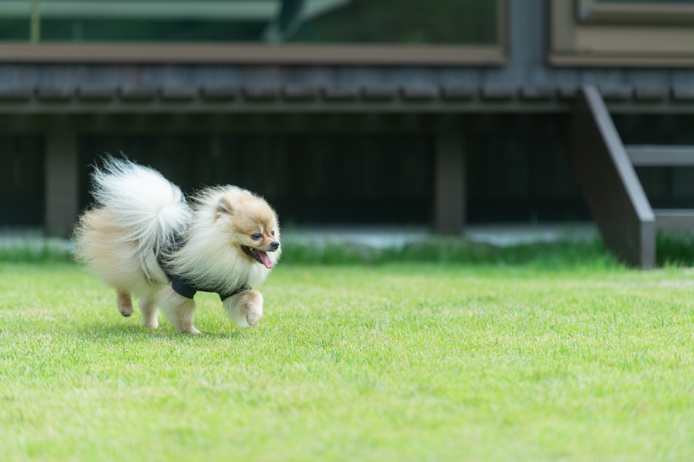 ＜ペットOK＞愛犬と泊まれる！プライべートドッグラン＆ペットグッズ充実（二食付き）