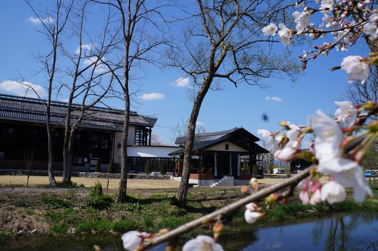 みずあかり周辺の桜