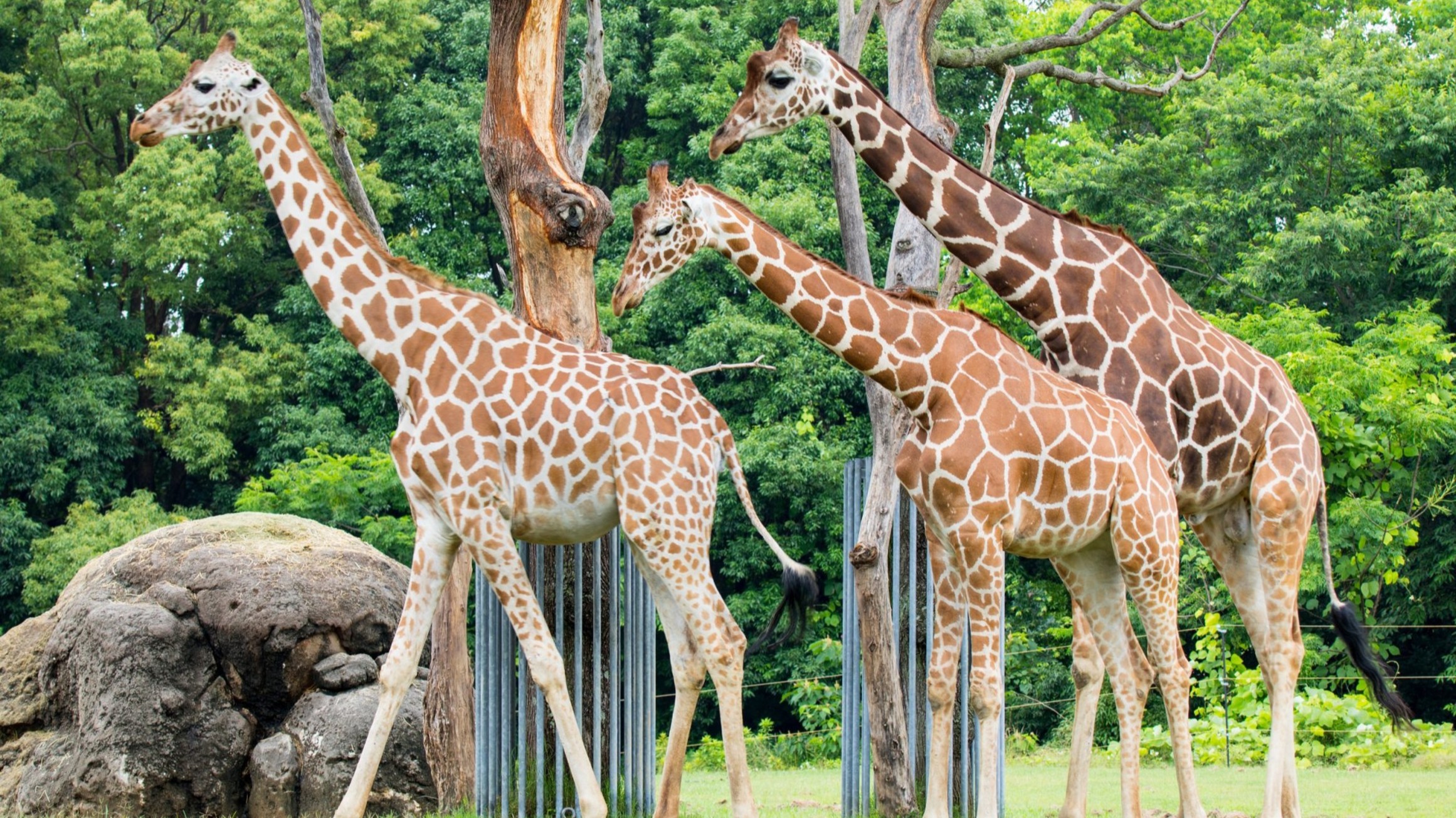 豊橋総合動植物公園 のんほいパーク