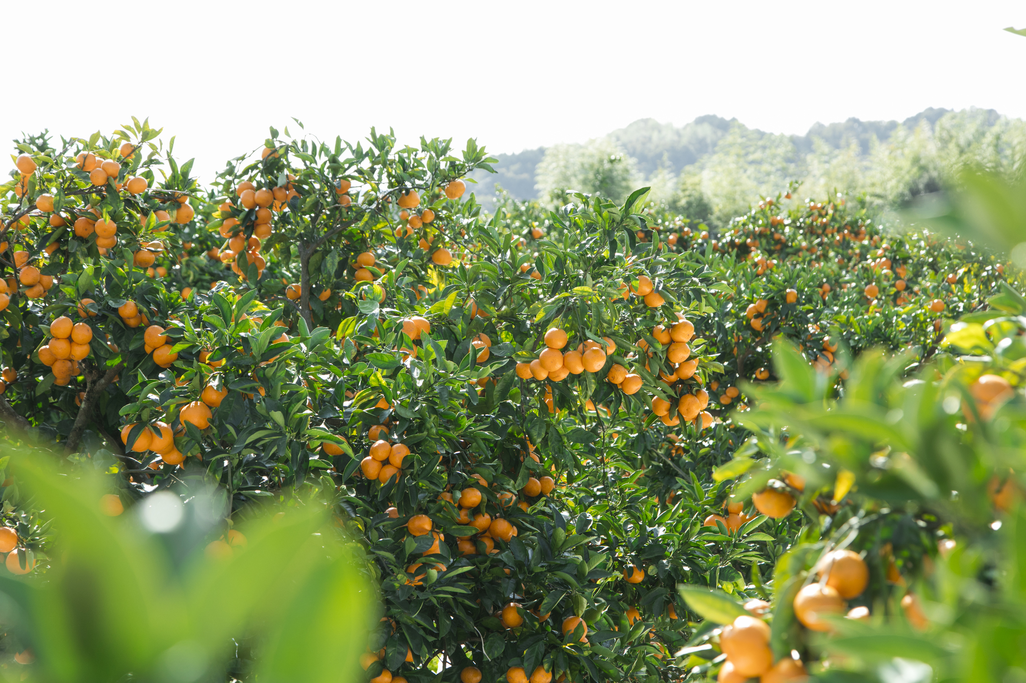 みかんの丘