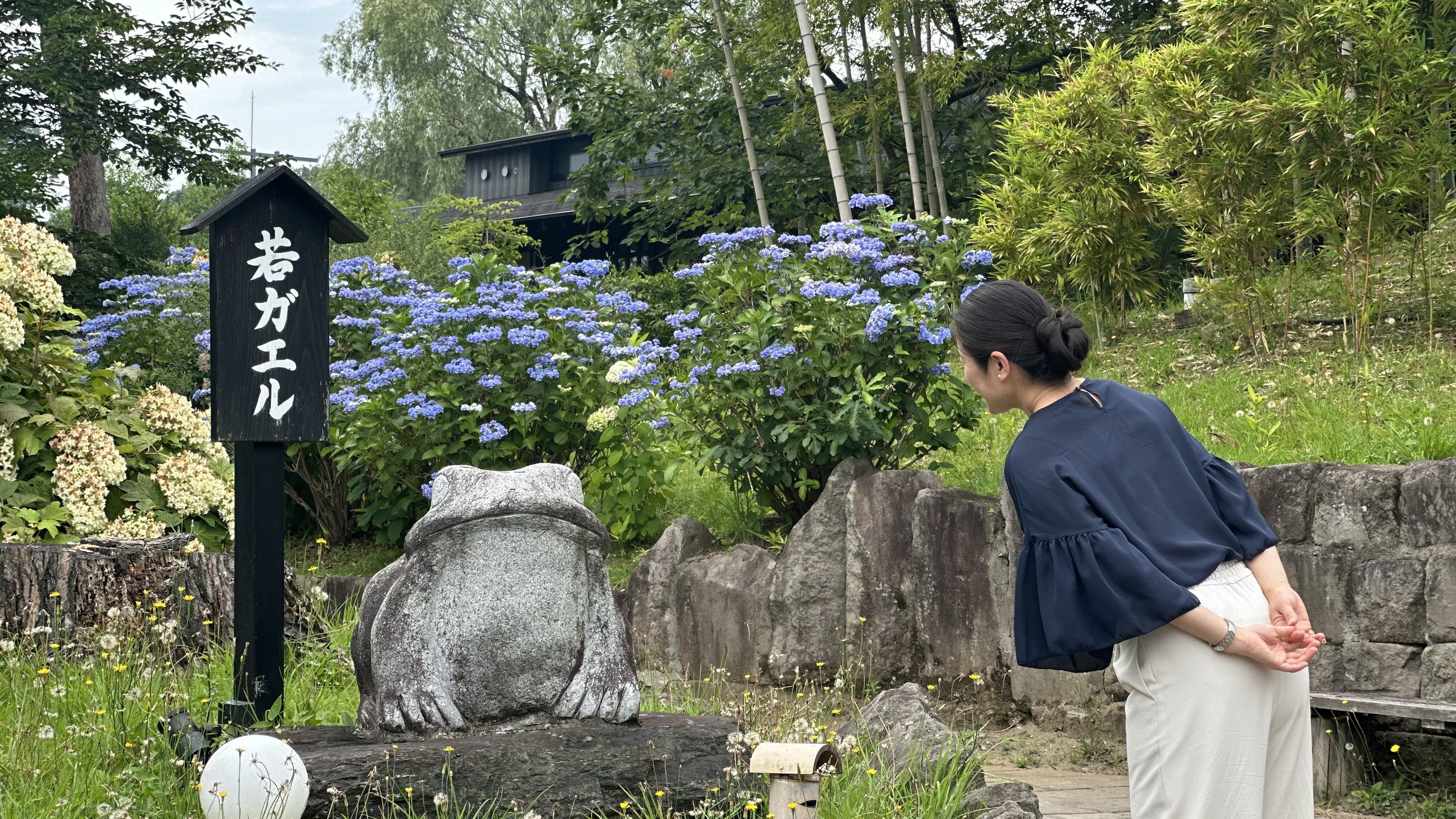 温泉棟への道には6月になるとアジサイが満開に