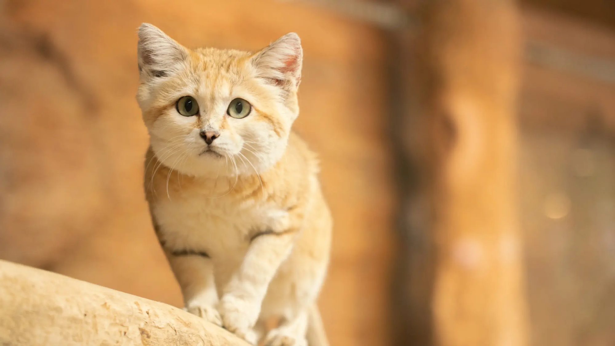 【那須どうぶつ王国】芦野温泉から車で約３０分。那須高原で大人気のテーマパークです。