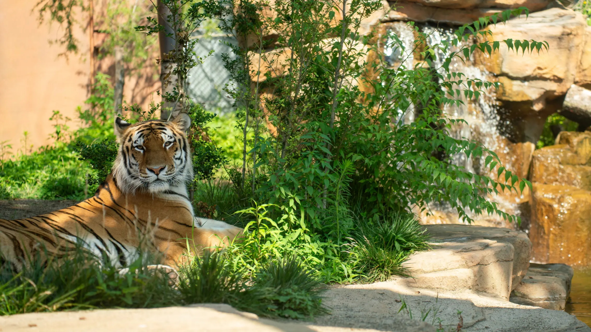 【那須どうぶつ王国】芦野温泉から車で約３０分。那須高原で大人気のテーマパークです。