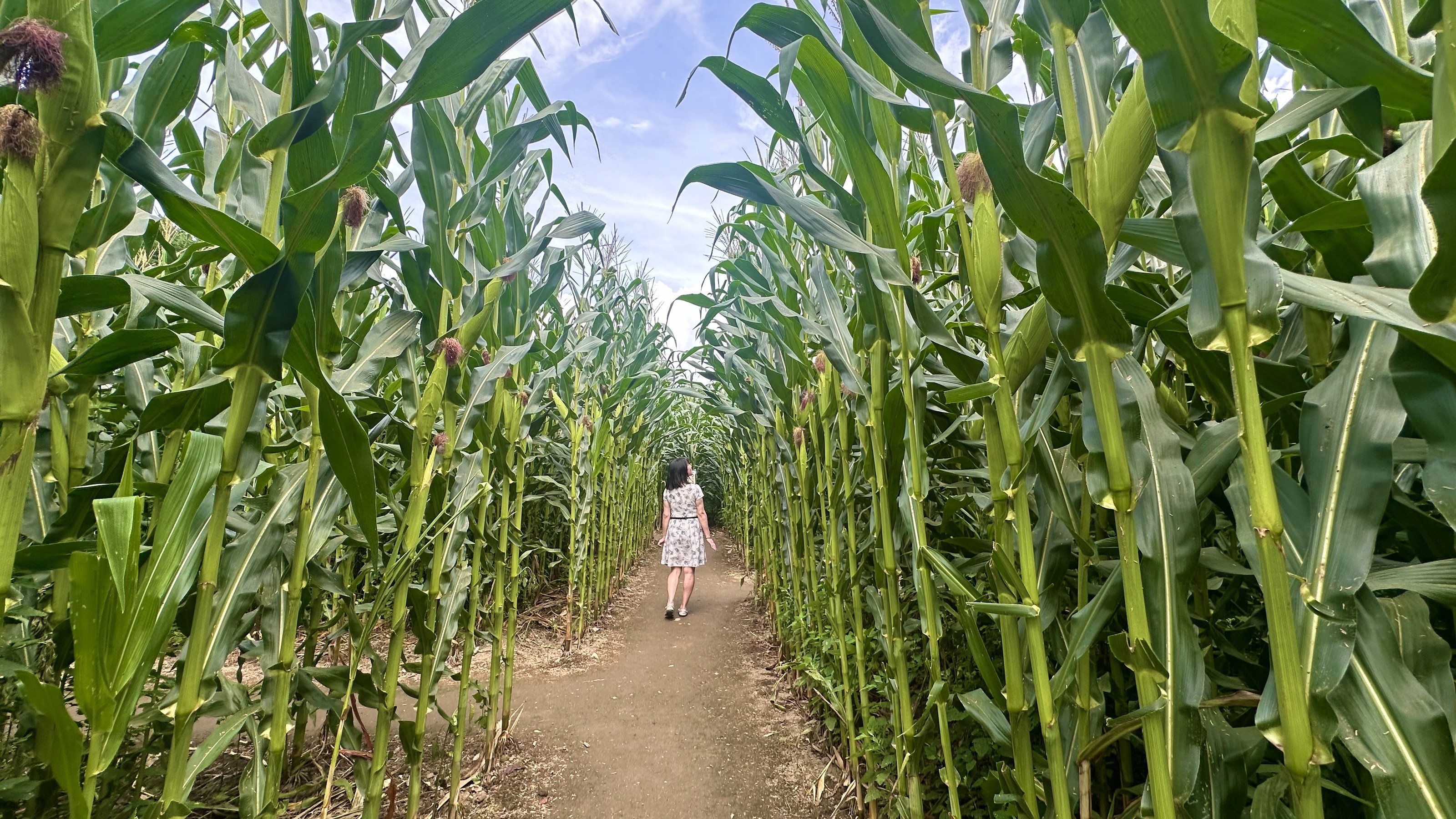 【千本松牧場】　夏の期間のとうもろこし大迷路