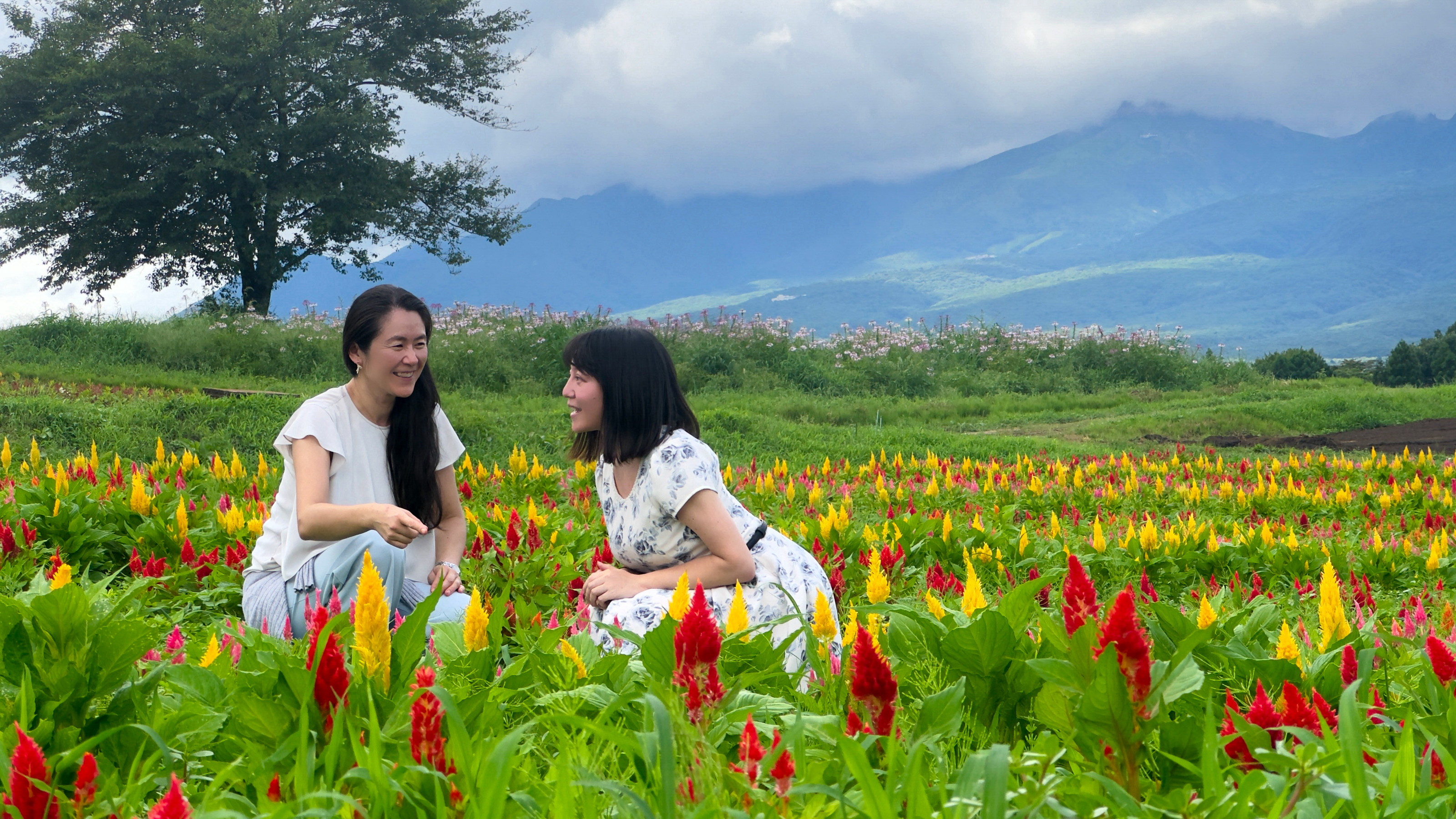 【那須フラワーワールド】夏はケイトウが美しく咲きます