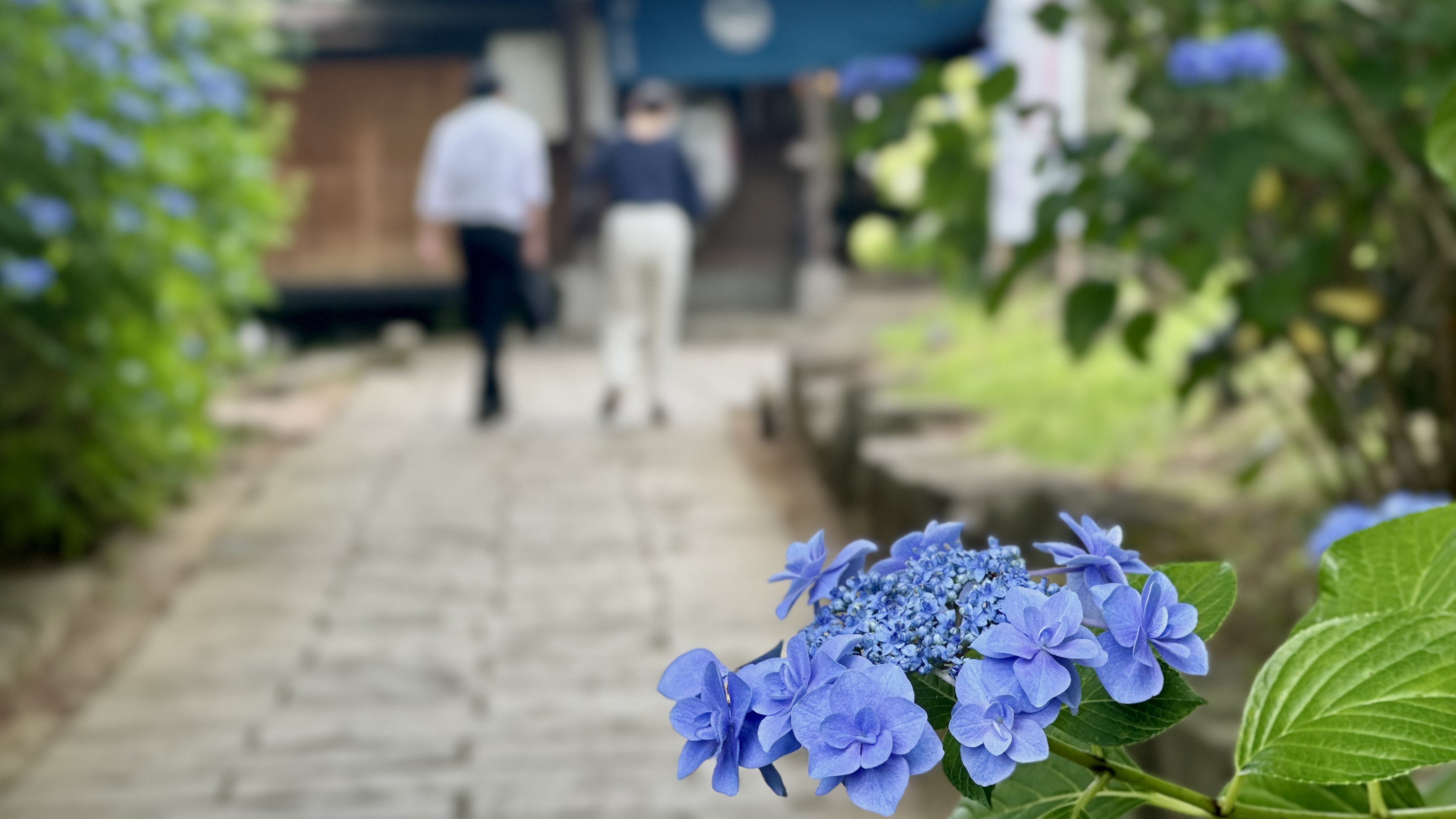 温泉棟への道には6月になるとアジサイが満開に