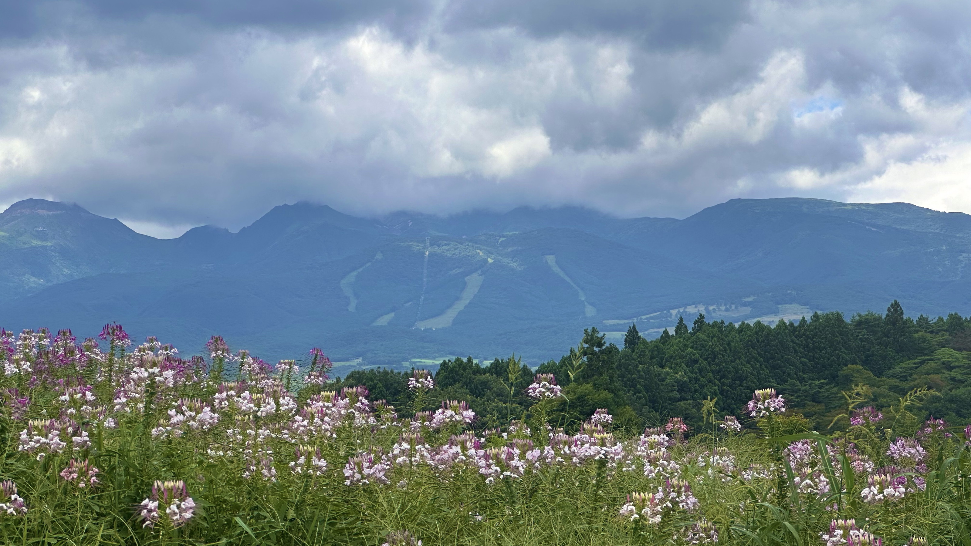 那須フラワーワールド　8月上旬の風景