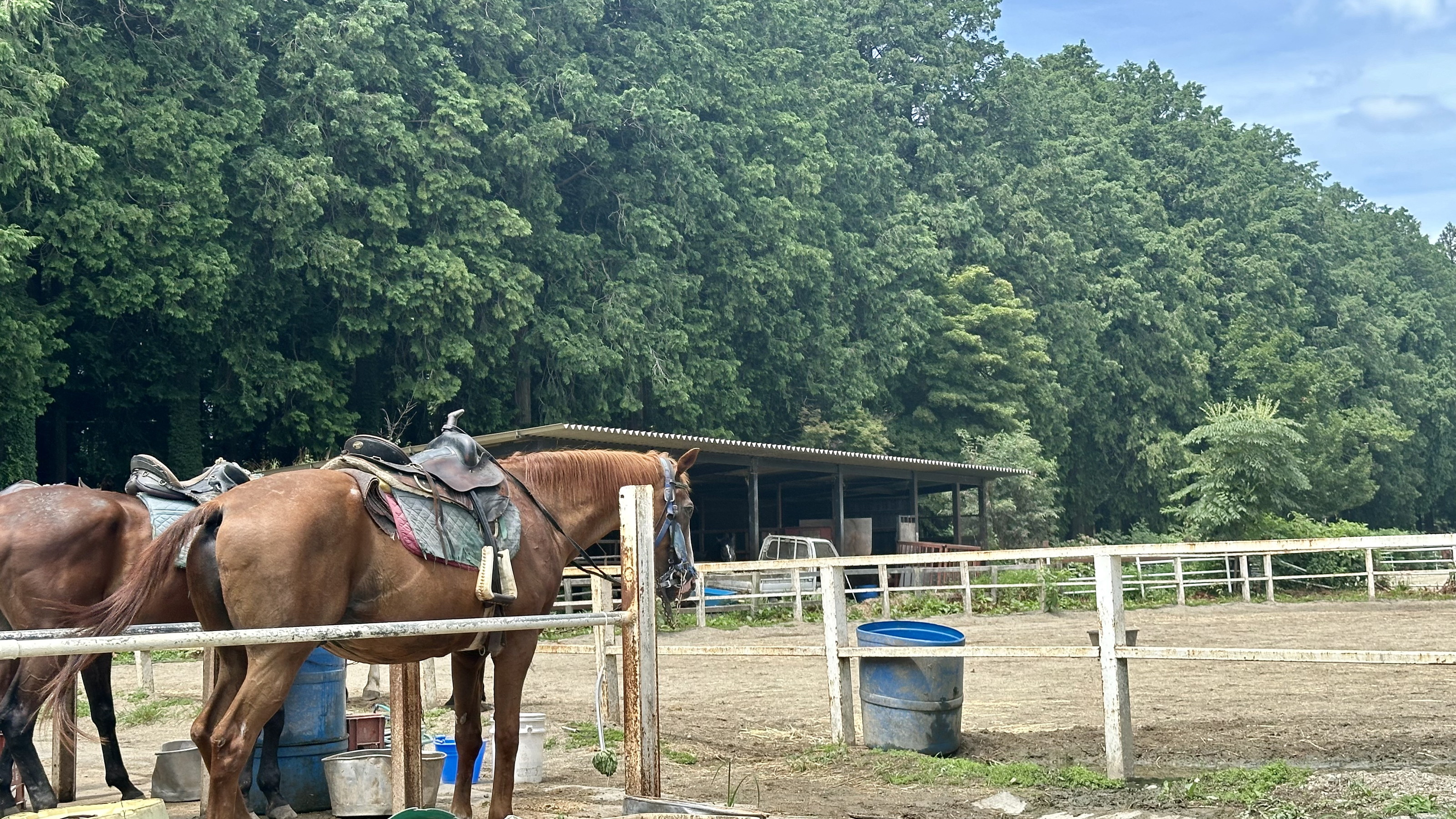 【千本松牧場】　乗馬体験もあります