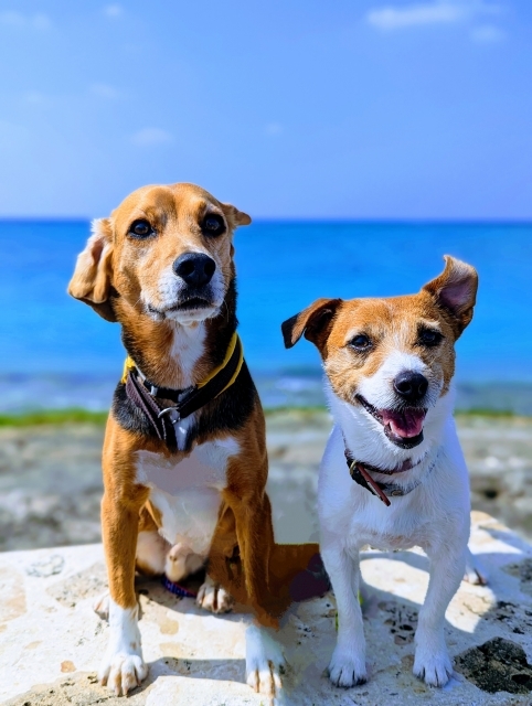 【素泊まり】愛犬と一緒に！　シンプルプラン