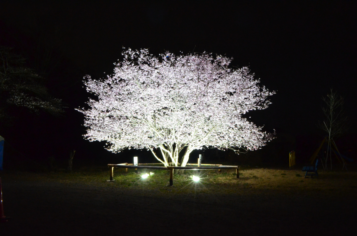 ライトアップされた夜桜
