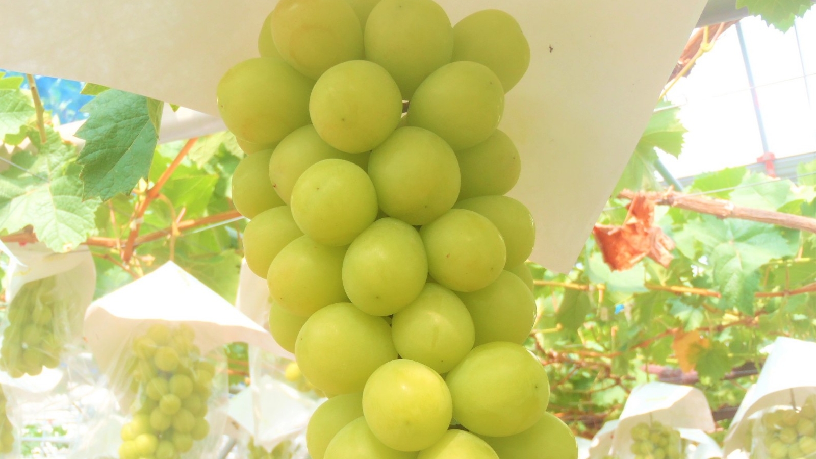 シャインマスカットが食べ放題です