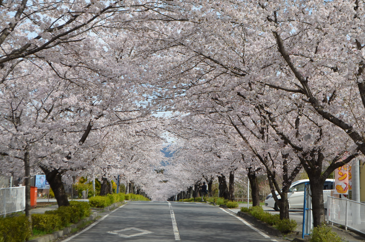 長瀞の桜並木
