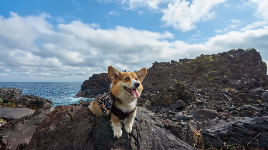 【今だけの緊急セール】＜ペット歓迎＞会員制リゾートを特別価格で！愛犬旅を思い立った方へ