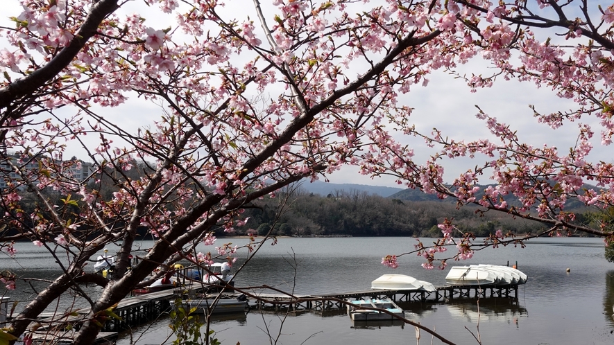 【一碧湖】湖畔にはソメイヨシノなど約２５０本のサクラが植えられています（当館より車で約8分）