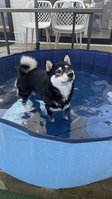ワンちゃんプール！