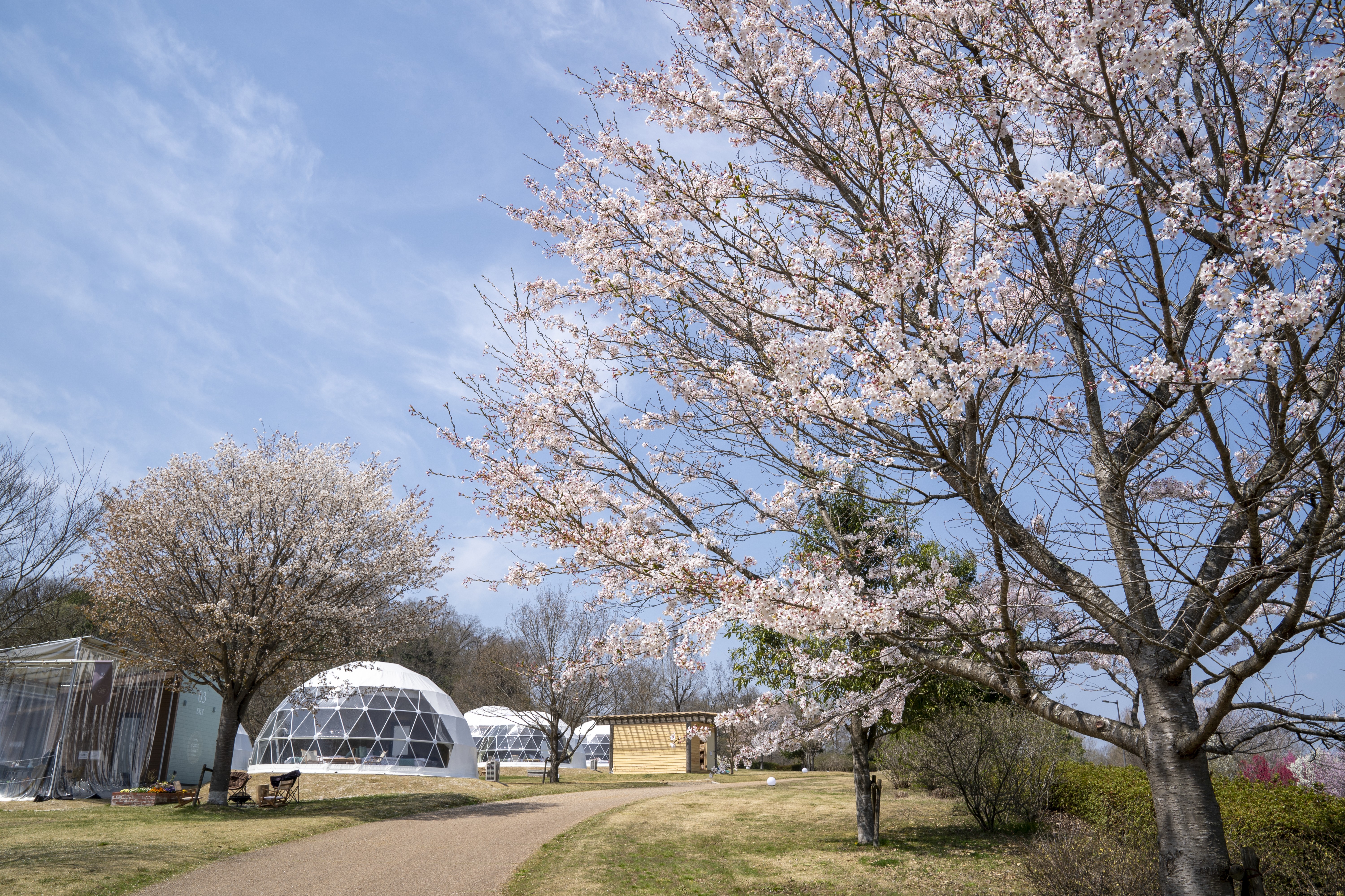 ドームと桜