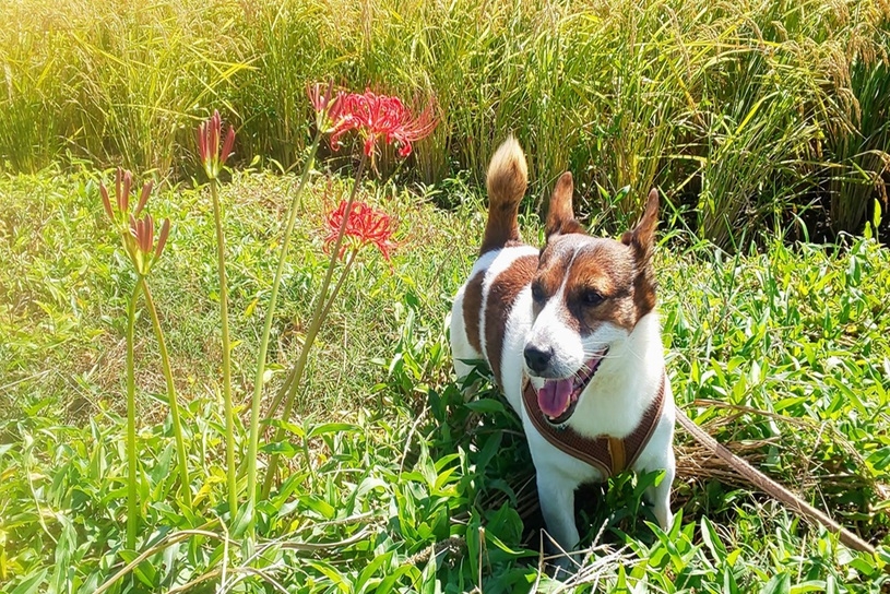 【愛犬と泊まれる】北欧グランピング ＆ オリジナルBBQプラン｜ノーラ名栗