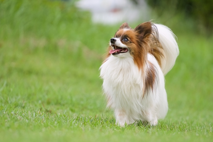 【愛犬と泊まれる】素泊まり・自由なアウトドアステイ｜ノーラ名栗