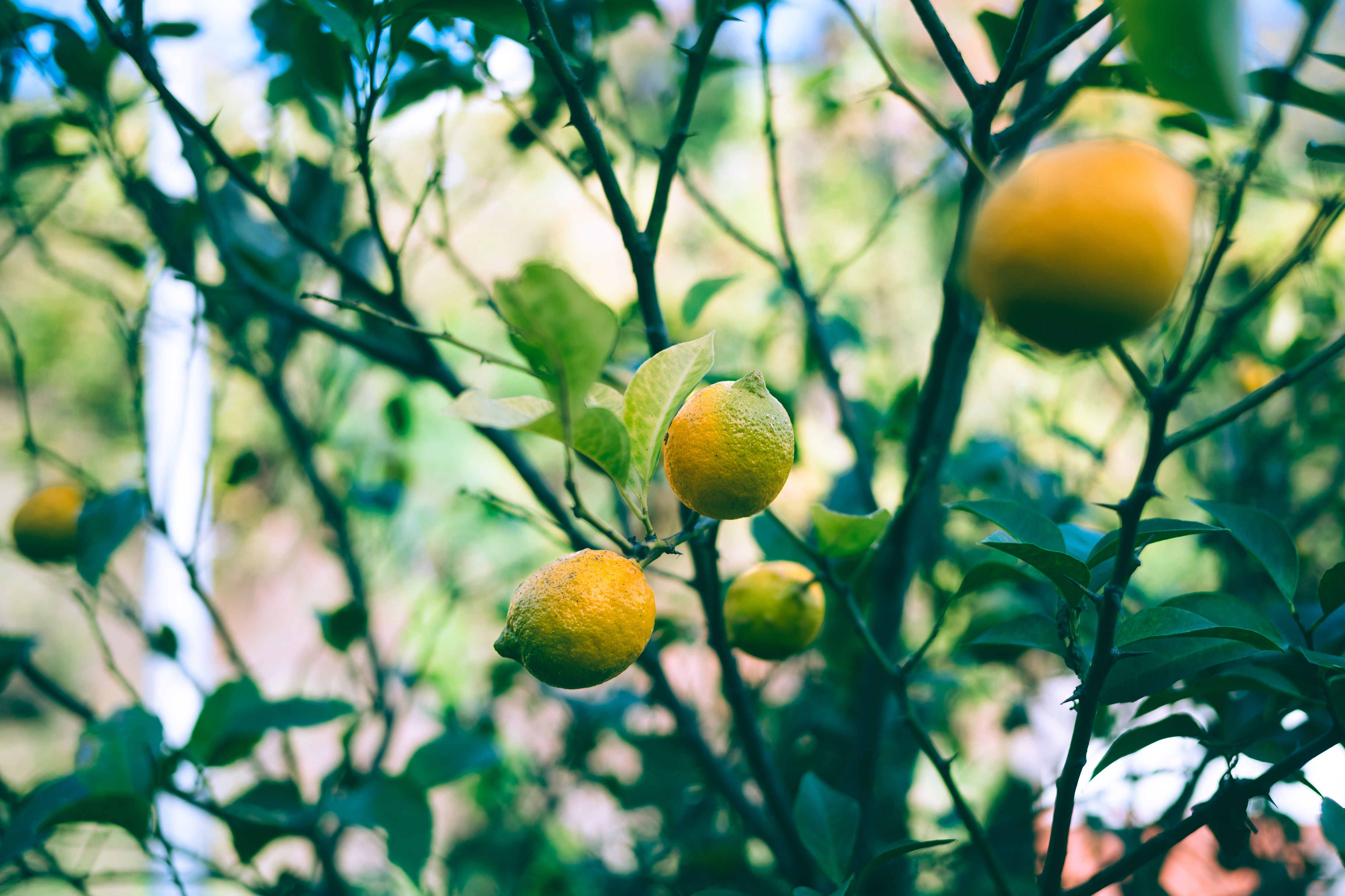 実りの季節には、自然からの贈り物があふれています