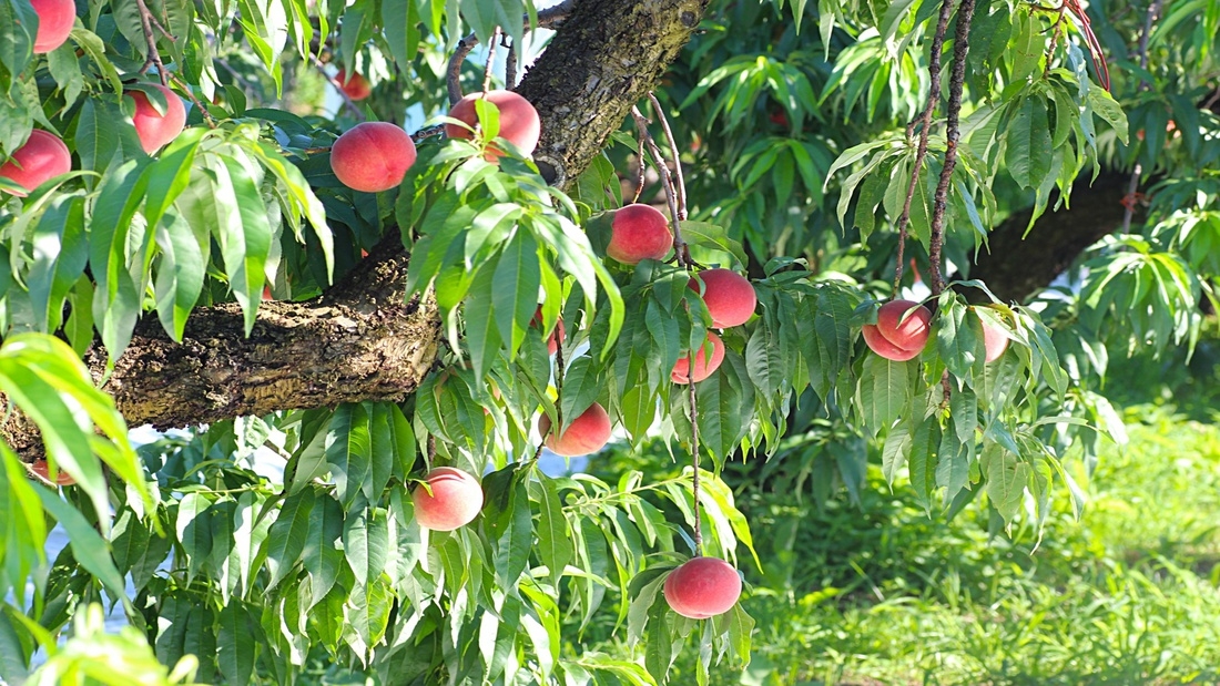 【夏季限定！】ふくしまの桃を堪能！福桃ピーチプラン♪