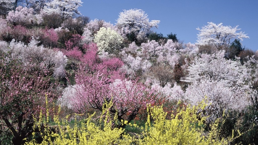 *桃源郷のような花見山