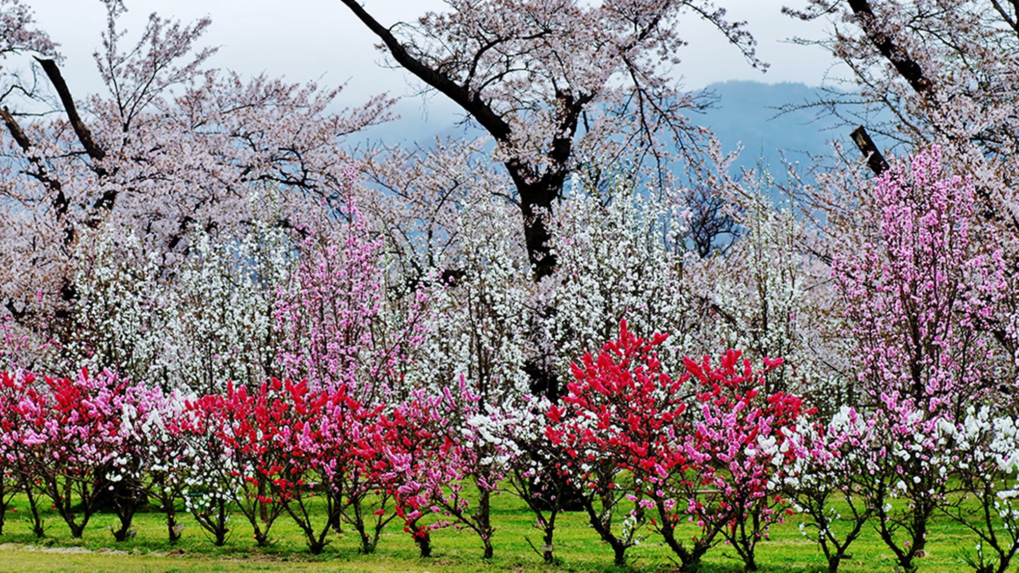 *色とりどりの花桃