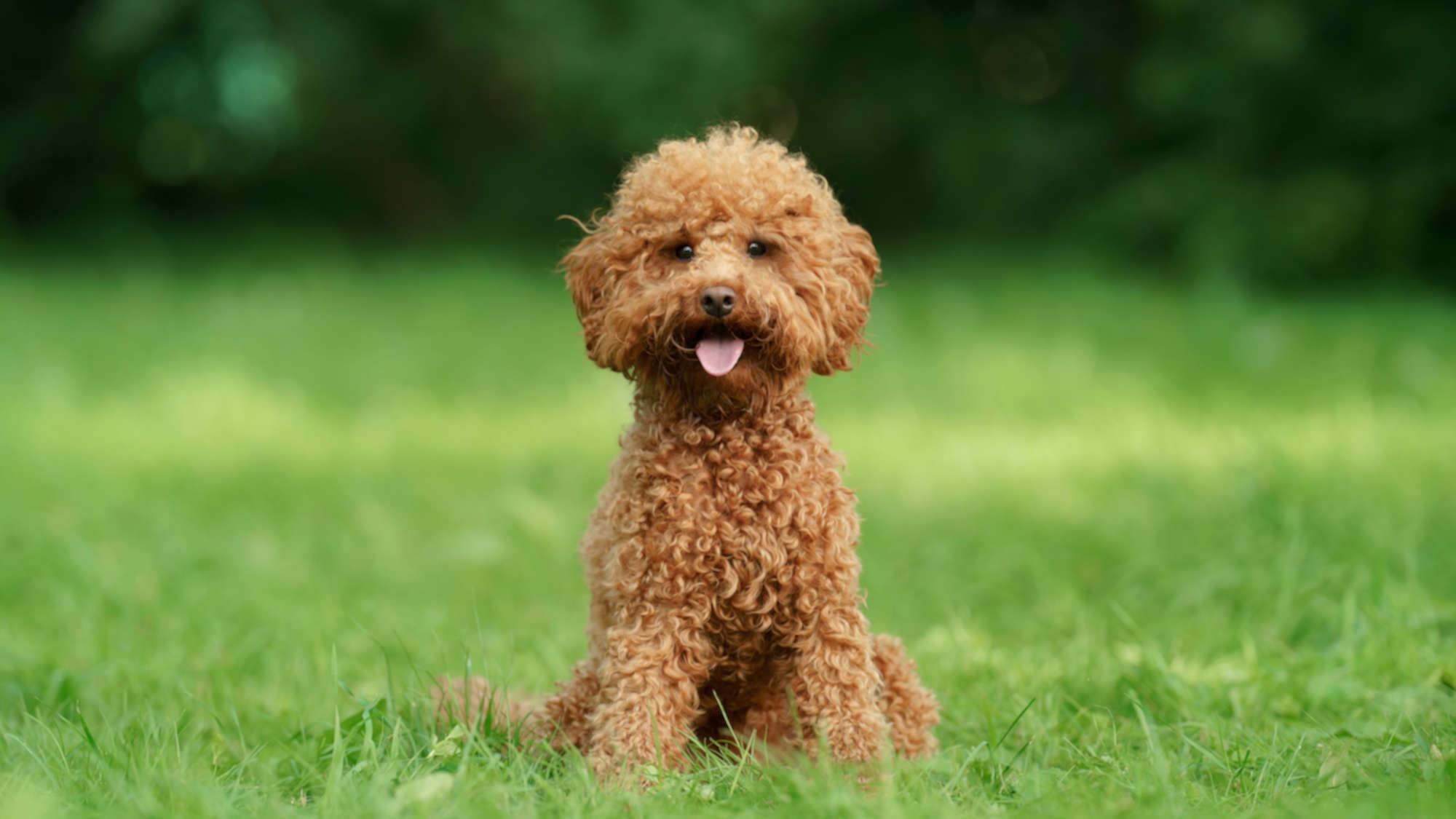 【ワンちゃん同伴プラン】＜2名様まで同一料金＞ 最大4名様（素泊まり・禁煙）