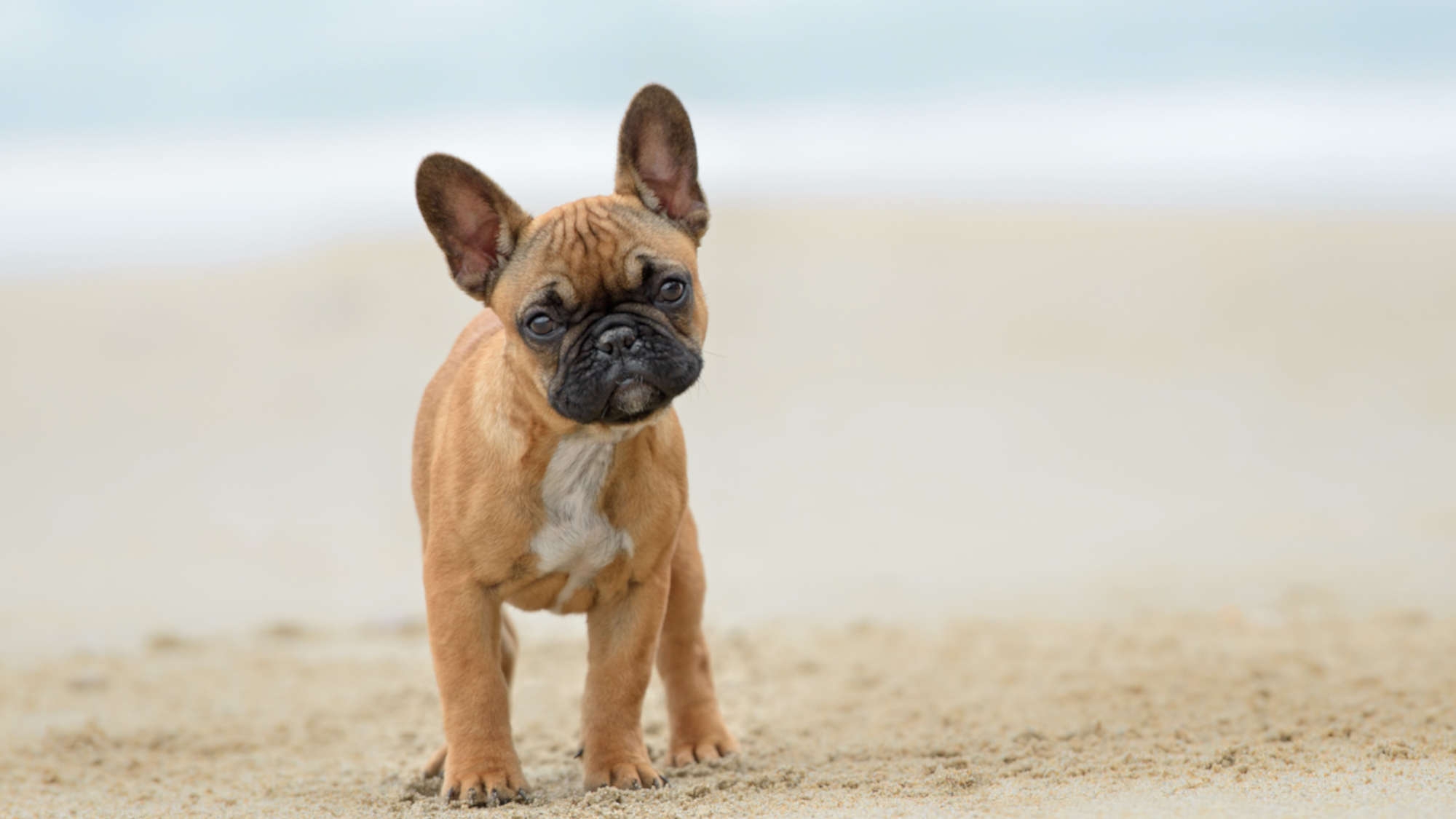 【ワンちゃん同伴プラン】＜2名様まで同一料金＞ 最大4名様（素泊まり・禁煙）