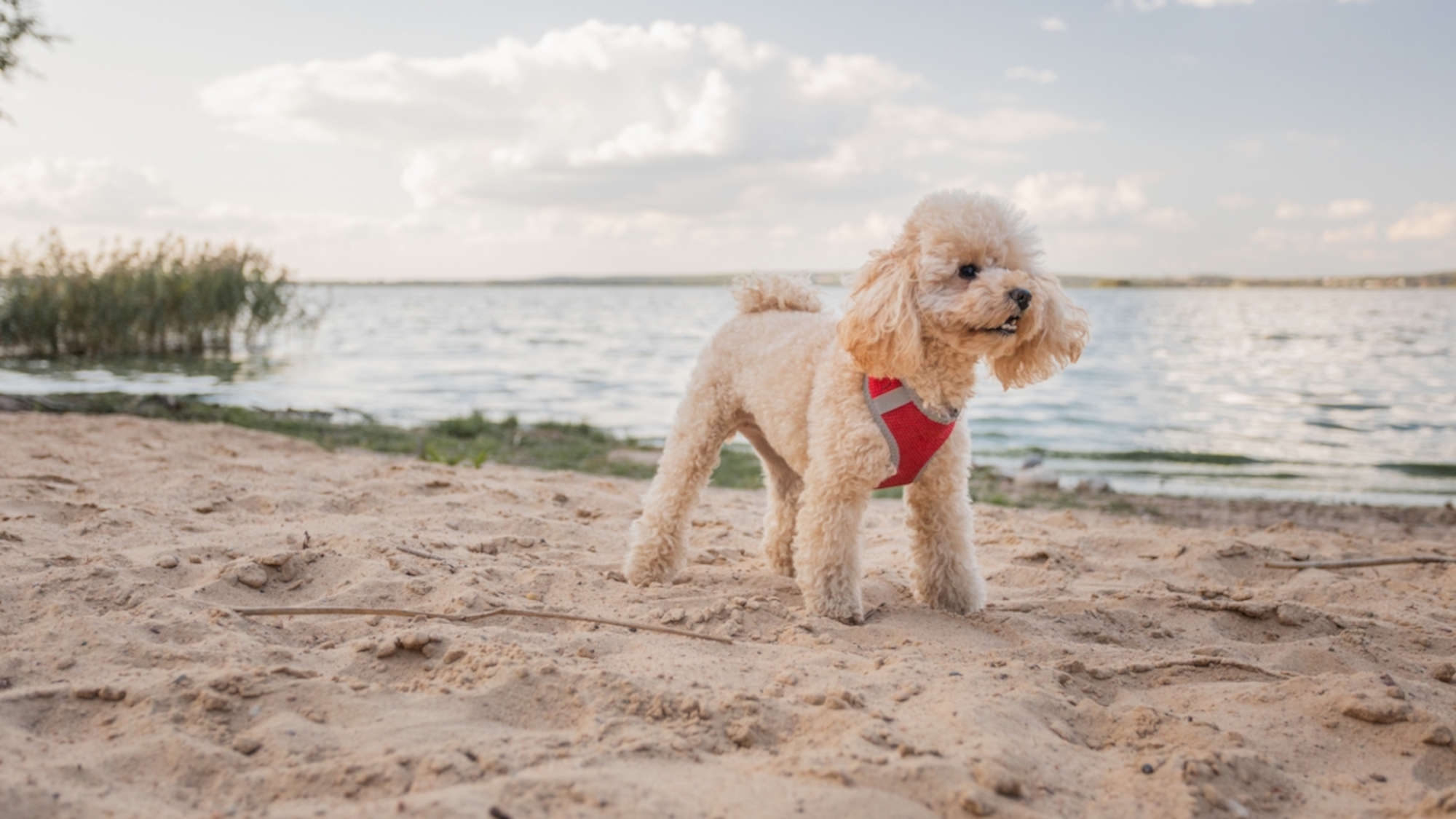 【ワンちゃん同伴プラン】＜2名様まで同一料金＞ 最大4名様（素泊まり・禁煙）