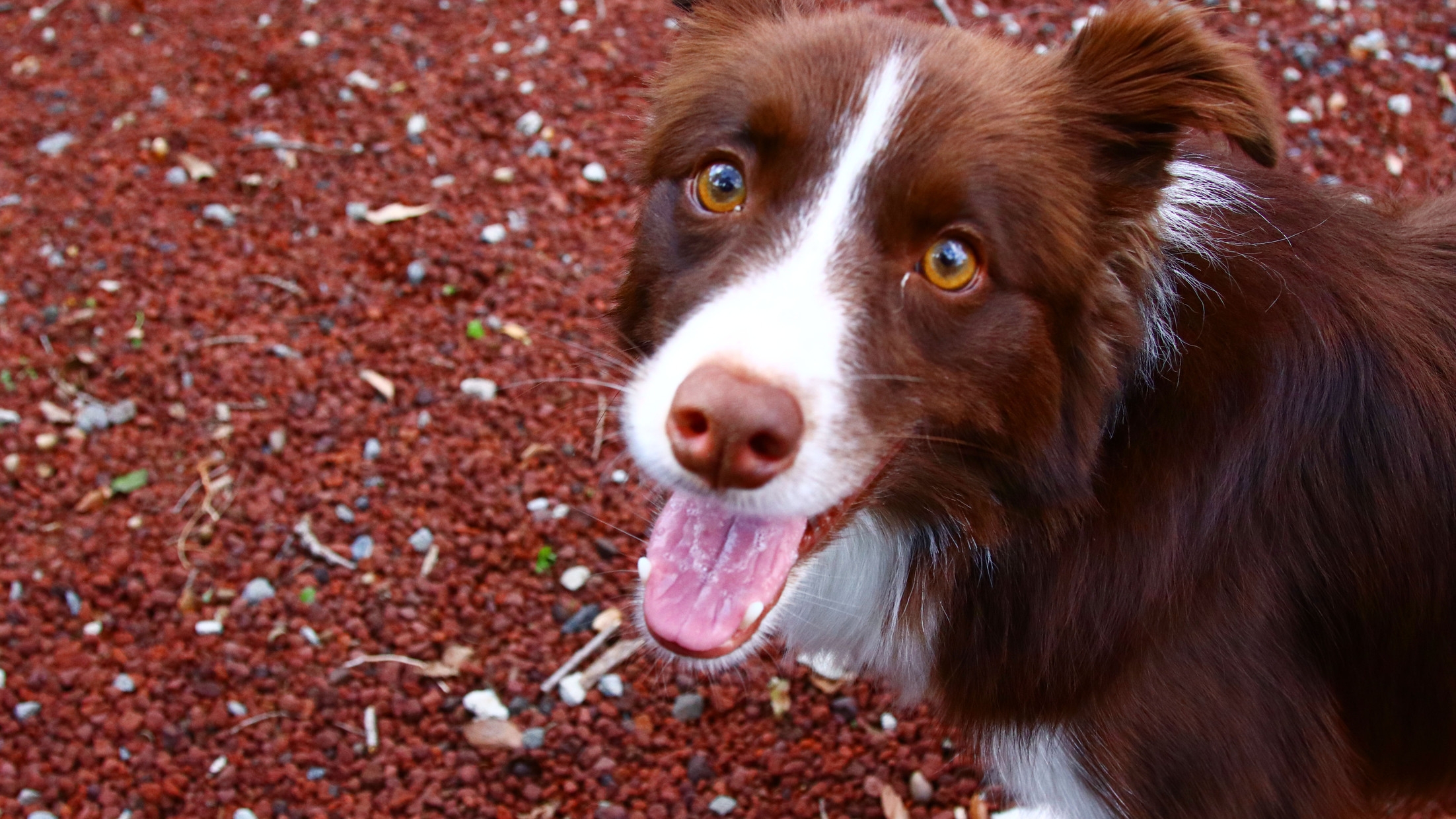 記念日◆愛犬と過ごすアニバーサリープラン