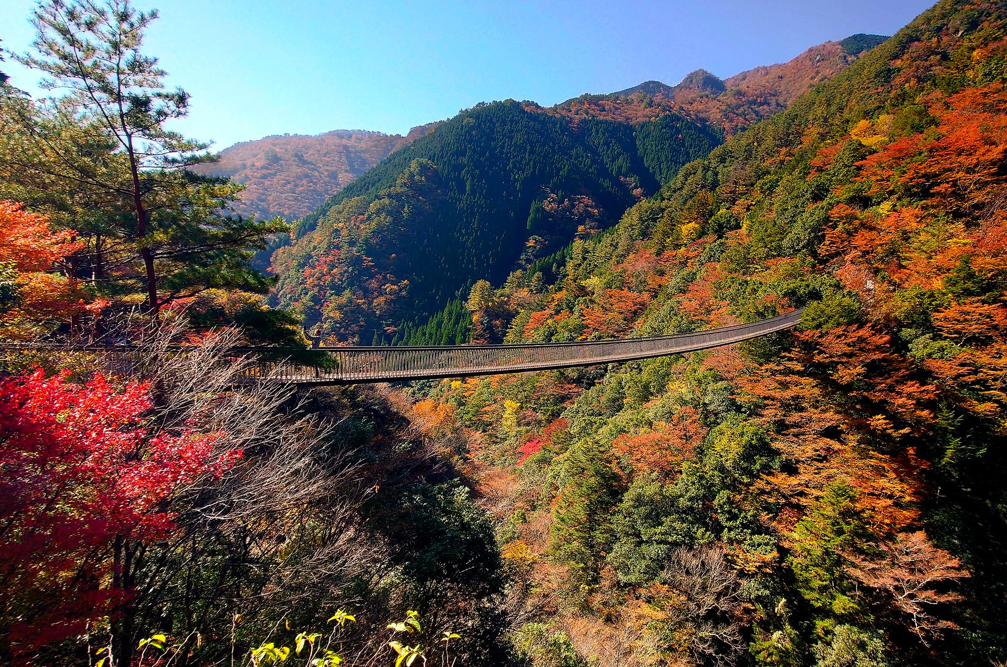 【梅の木轟公園吊橋】八代市の紅葉名所。吊り橋からの絶景をぜひ。写真提供：熊本県観光連盟