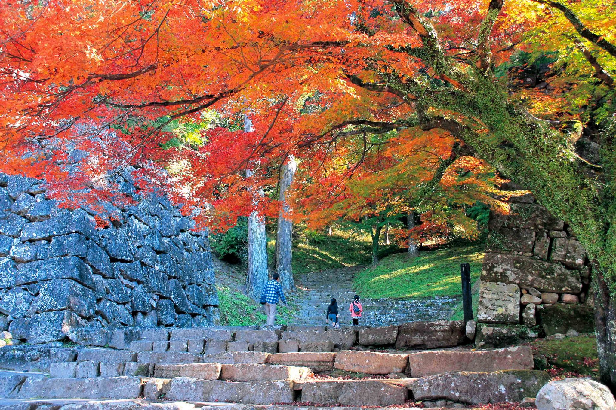 【人吉城跡の紅葉】11月中旬頃から見頃。下旬頃、落葉で埋まる地面が真っ赤な絨毯のよう！熊本県観光連盟