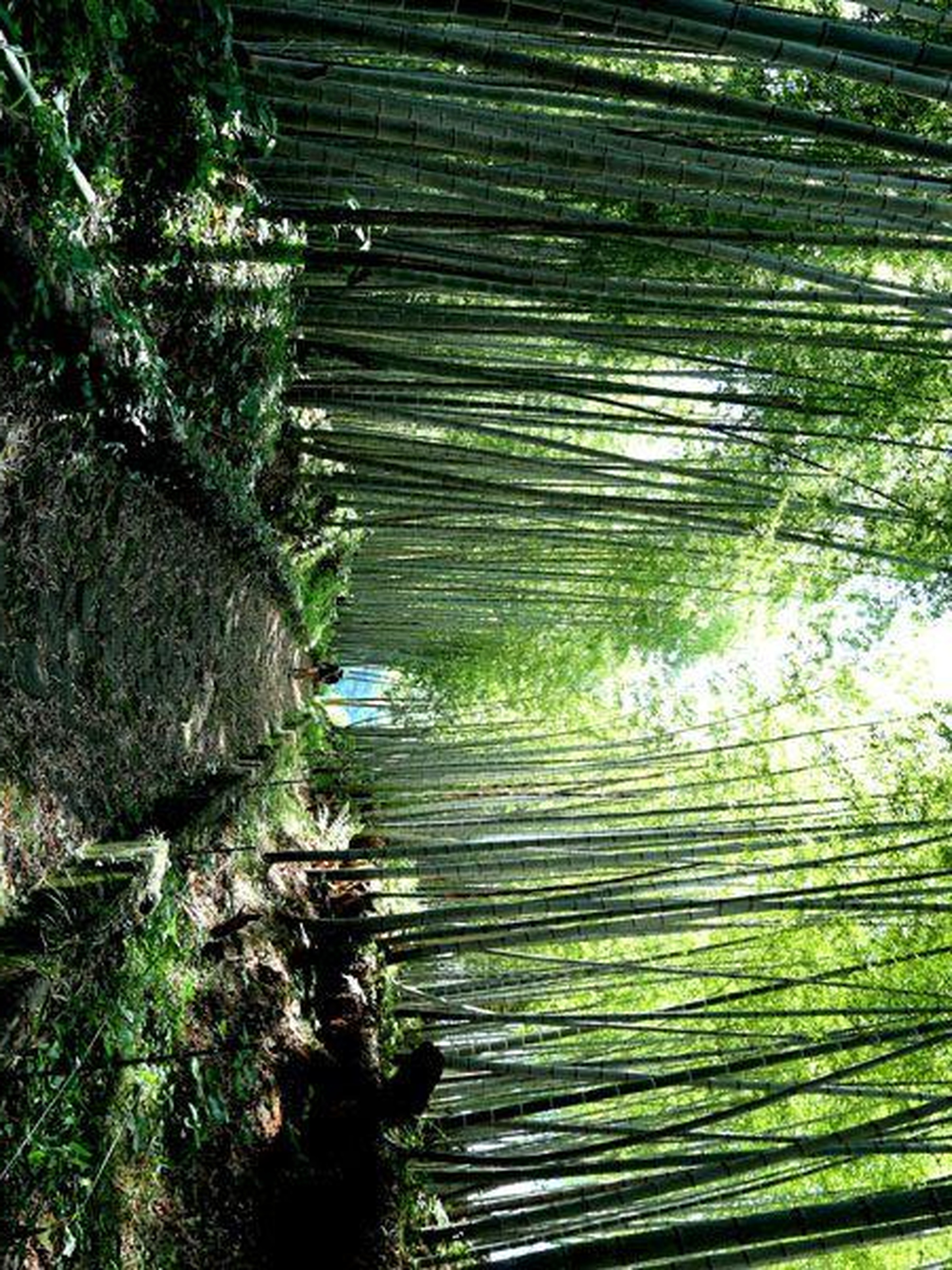 【石畳の道】夏目漱石「草枕」のモデルともなった道。当時の面影がほとんど残っていると言われています。
