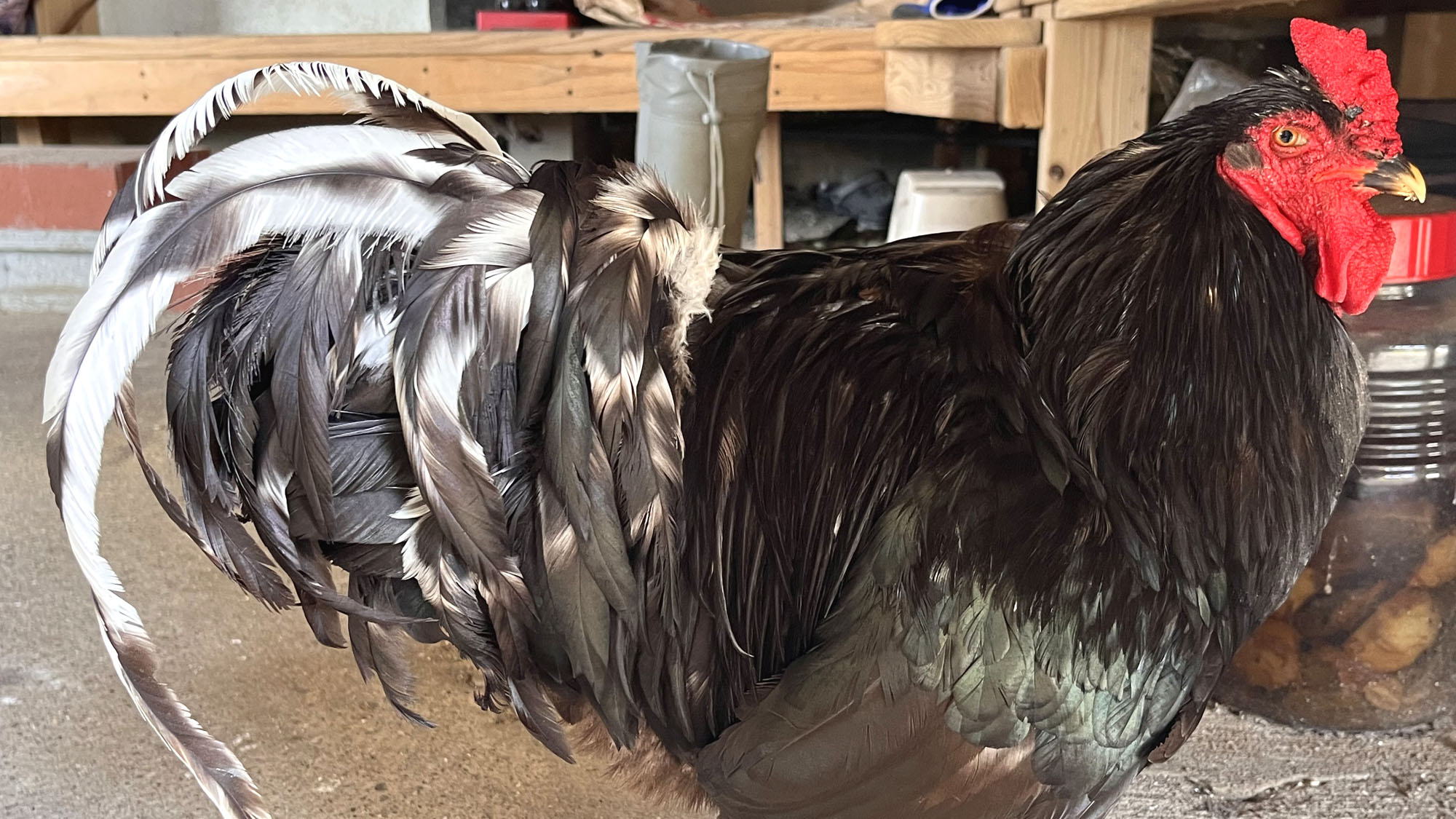 お庭にはにわとりさんもいますよ♪_